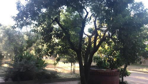 Tra gli ulivi - Foto 3