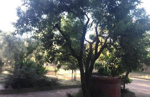 Tra gli ulivi - Foto 3