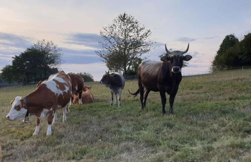 Ferienwohnung am Südhang - Foto 15