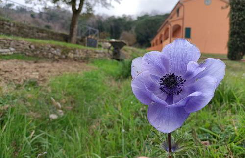 B&B Agriturismo Regno di Toscana - Foto 29