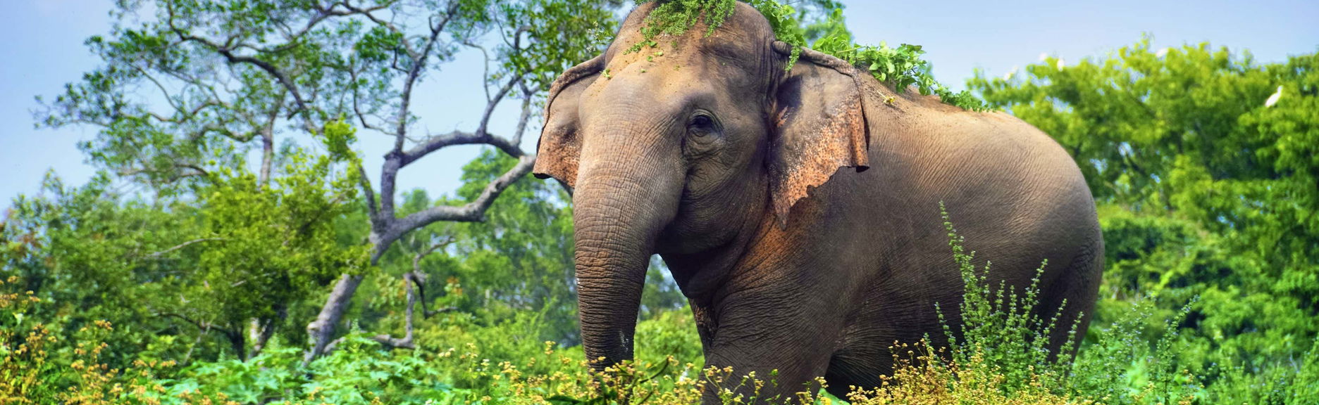 Safári privado pelo Parque Nacional de Minneriya