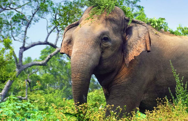 Safari privé dans le parc national de Minneriya - Photo 1