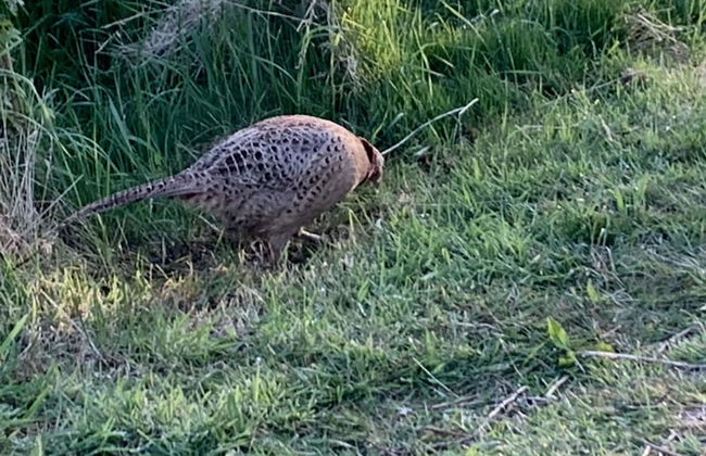 Cosy Escape Heated Luxury pod and hot tub - Foto 20