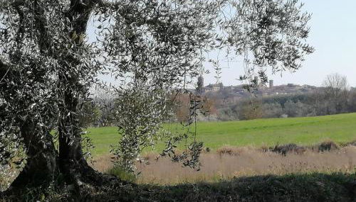 La Dimora degli Olivi - Foto 3