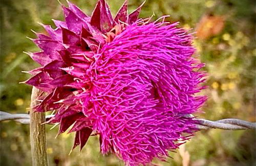 Baxter Farmhouse - Foto 29