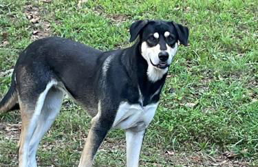 Rustic Mountaintop Cabin on small farm with WiFi - Foto 33