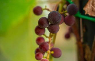 Agriturismo Anfora della Vita - Foto 30