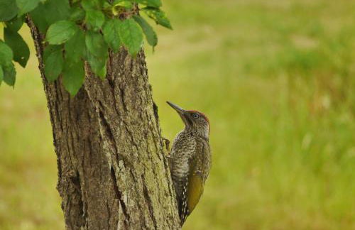 FeWo Ulbrich Langenstadt - Foto 12