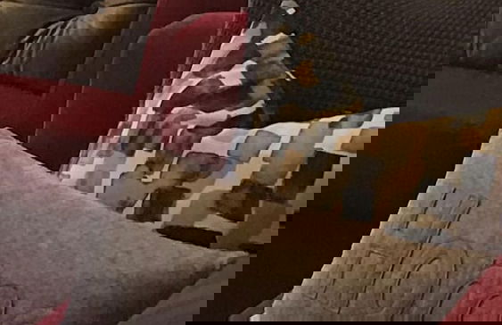 Annie's Escape in Warburton - Foto 13