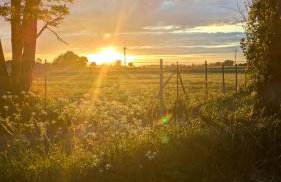 Urlaub auf dem Alpakahof Nähe Velgast - Foto 1