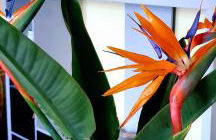 Dimora del Conte Sorrento coast seaview - Foto 19