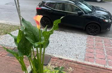 Victorian Home on Duffy Street - Foto 48