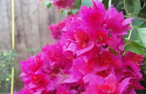 Recanto do Encanto Eco Beach Stay - Foto 71