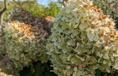 App Gutmann - Foto 10