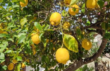 SOTIO, Village house in Campanet - Foto 17