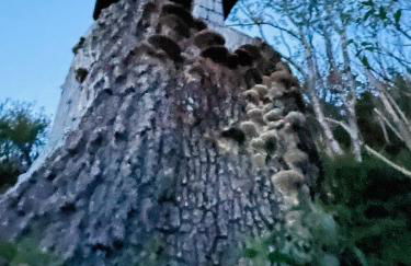 Landhaus Bergheimat in Burgberg für bis zu 14 Personen - Photo 47