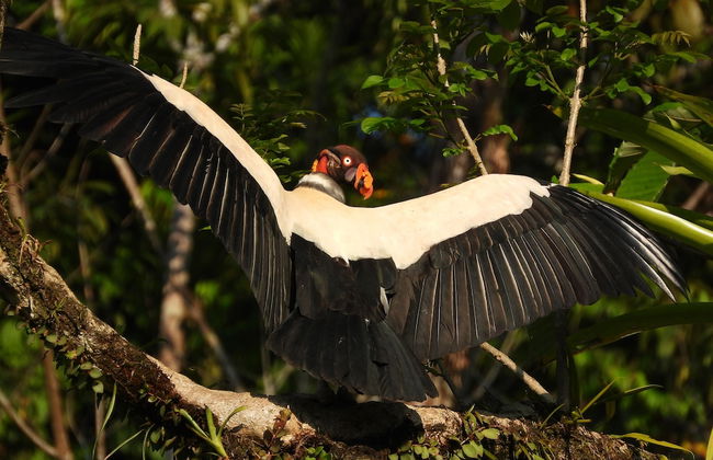 Esquipulas Rainforest - Foto 45