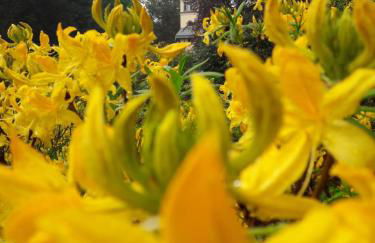 Rapunzel trifft Dornröschen - Foto 11