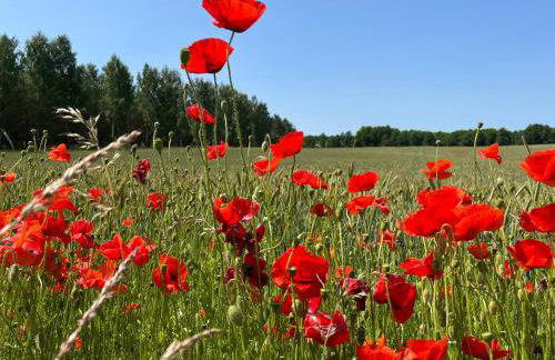 Apartamenty Polna 13 - Foto 49