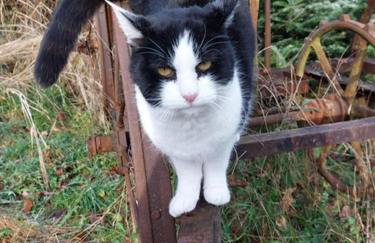 Auszeit auf dem KulturGut Hirtscheid - Foto 16