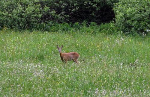 Guesthouse Zafran - Foto 60