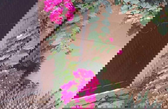 Paraíso de Itaipu - Foto 4