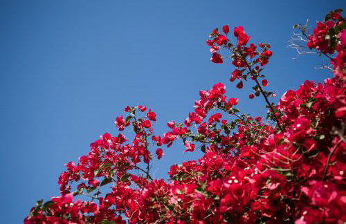 Olive Garden Villa Venetia - Foto 57