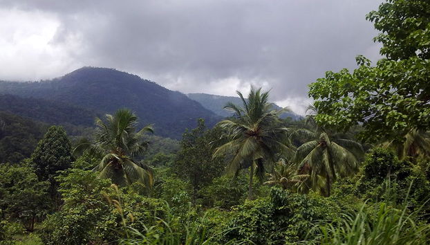 Excursão com Trekking nas Colinas Douradas (Ponmudi) - Foto 4