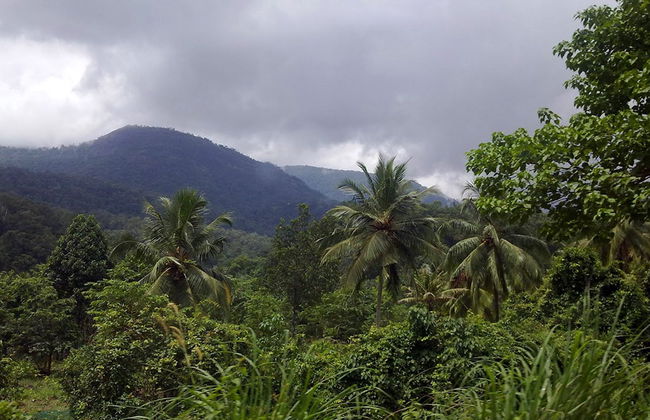 Excursão com Trekking nas Colinas Douradas (Ponmudi) - Foto 4