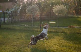 Zen Sasino - Foto 63