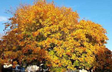 Rose Cottage, 2 Bedroom Cottage with character, near Southwold - Photo 21