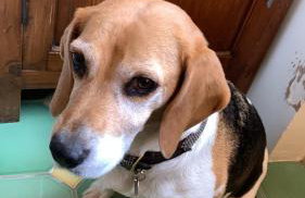 Le Petit Chene - Foto 28