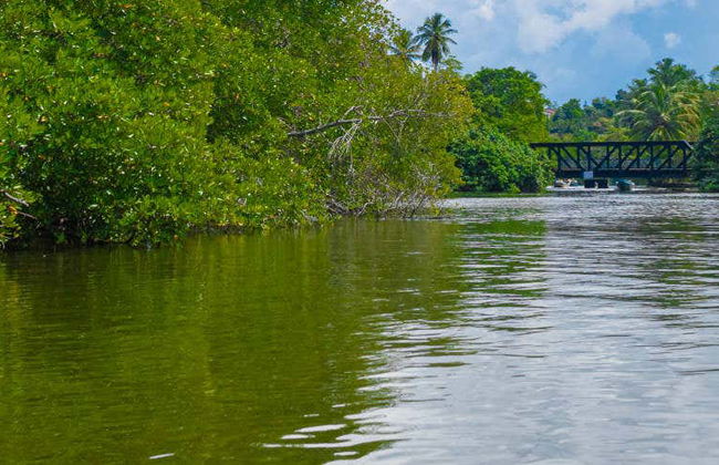 Escursione privata a Balapitiya + Allevamento di tartarughe di Kosgoda - Foto 2