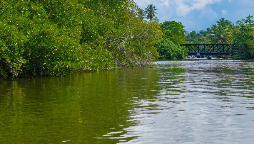 Balapitiya and Kosgoda Turtle Hatchery Private Trip - Foto 2