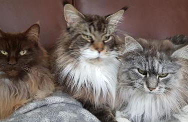 Ferienwohnung Niederrhein - Foto 21