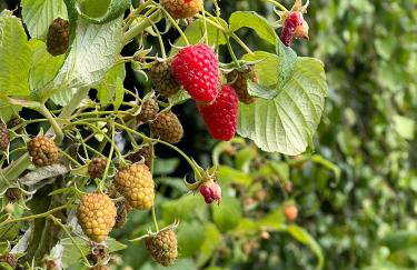 Apartamenty i pokoje nadmorskie - Owocowe Wzgórze - Foto 41