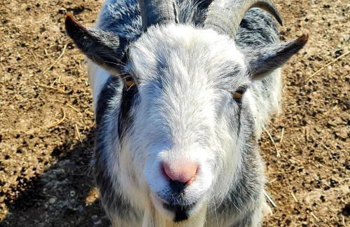 The Goat House - Foto 16