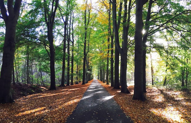 A Detached Bungalow With Outdoor Fireplace, Covered Terrace and Pond in a Forest Plot - Photo 62