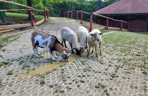 Koperkowe Rancho Beskid Wyspowy Domek Małopolskie KAMIONNA - Foto 68