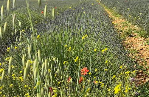 Gite Harmonie - Foto 44