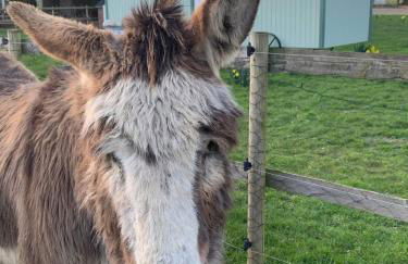 Starry Meadow & Rescued Animal Experiences - Foto 42