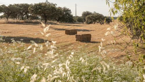 Casa da Ritinha - Praia Azenhas D El Rey - Foto 5