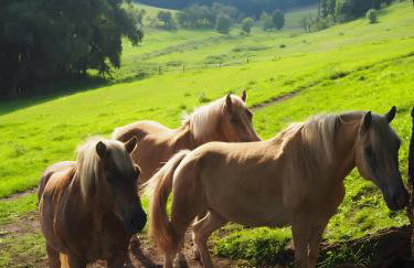 Clausberg Ferienwohnungen - Photo 13