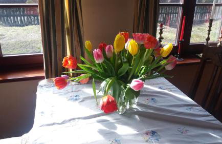 Lisi Dwór - Foto 15