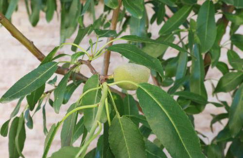 Villa Tres Palmeras en Alfaz del Pi , Albir, Benidorm - Photo 64