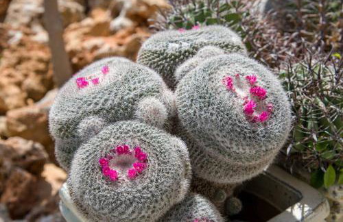 Renas Secret Garden House - Foto 21