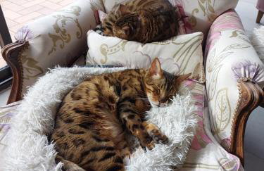 villa spacieuse piscine jacuzzi 8 chambres 16 couchages - Foto 9