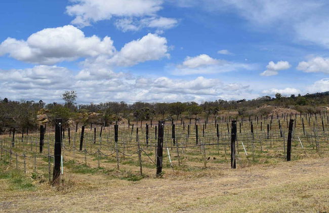 Visit to the Marques Villa de Leyva Vineyard - Foto 6