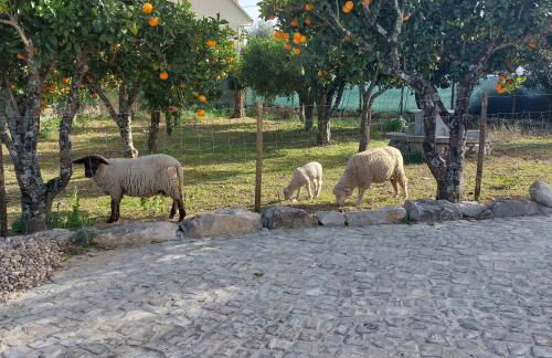 Adega D'Aldeia com piscina e jacuzzi - Foto 11