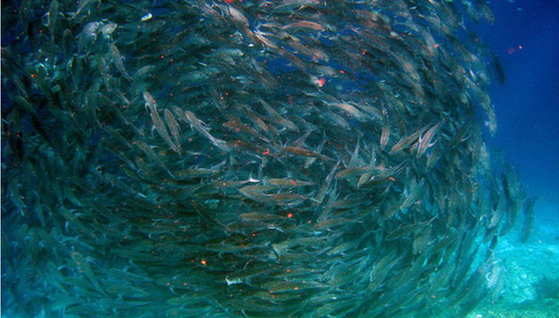 Tour à l'île de Balicasag - Photo 3